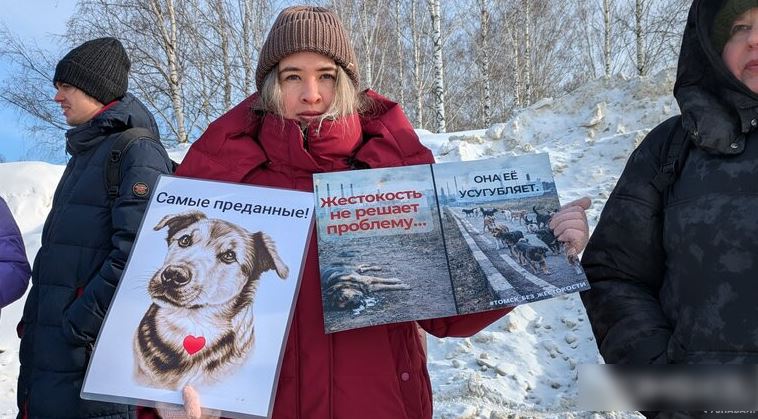 Полиция не стала возбуждать дела об отравлении собак в Томске и Северске